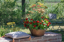 Schafgarbe 'Belle Epoque', 'Lachsschönheit', 'Helios' und Zinnien in Pflanzgefäß auf Gartenmauer