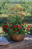 Schafgarbe und Zinnien in Pflanzgefäß auf Gartenmauer