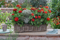 Red zinnias with baby's breath in a basket box