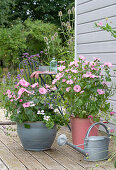 Cup mallow in a tub on a wooden summer terrace