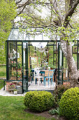 Winter garden in the greenhouse behind apple tree and spherical boxwood