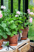 Geranien (Pelargonium) in Terrakottatöpfen