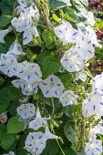 Flowering funnel vine 'Milky way' (Ipomoea purpurea)