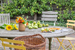 Sonnenblumen, Kapuzinerkresse im Krug und frisch gepflückte Birnen auf Terrassentisch