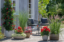 Mandevilla, Dahlien und Lampenputzergras in Pflanzgefäßen auf Holzterrasse