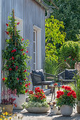 Mandevilla und Dahlien in Pflanzgefäßen auf Holzterrasse