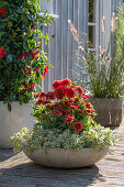 Mandevilla, Lampenputzergras und Dahlien in Pflanzgefäßen auf Holzterrasse