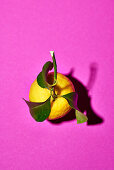 Amalfi-Zitrone mit Blättern auf pinkfarbenem Untergrund