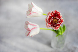 White and red tulips in a glass (Tulipa)