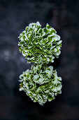 Green and white pompon ranunculus (Ranunculus)