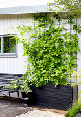 Climbing plants on a trellis next to a garden bench