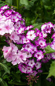 Phlox (Phlox paniculata) im Garten der Nilssons in Markaryd