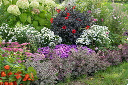 Kissenaster (Aster dumosus), Dahlien (Dahlia), Hortensien (Hydrangea), Lampionblume (Physalis alkekengi), Strauchveronika (Hebe), Große Fetthenne (Sedum Telephium) im Beet