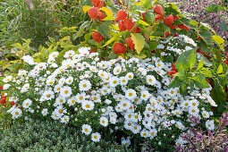 Kissenaster (Aster dumosus), Lampionblume (Physalis alkekengi), Strauchveronika (Hebe) im Beet