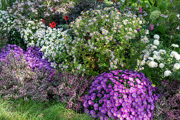 Bushy aster (Aster dumosus), autumn chrysanthemum, dahlias (Dahlia), Kalimeris, Veronica (Hebe)