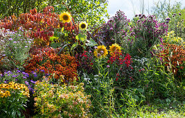 Sonnenblumen (Helianthus), Sonnenbraut (Helenium), Herbstastern, Großblütige Abelie (Abelia grandiflora), Knoblauchsrauke, Rotes Federborstengras (Pennisetum setaceum Rubrum) in Blumenbeet