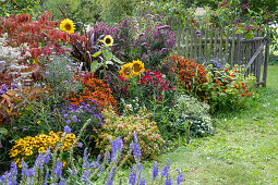 Sonnenblumen (Helianthus), Sonnenbraut (Helenium), Herbstastern, Großblütige Abelie (Abelia grandiflora), Lampionblume (Physalis alkekengi) und Langblättriger Ehrenpreis (Veronica longifolia) in Blumenbeet