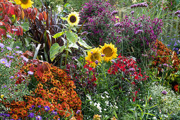 Sonnenblumen (Helianthus), Sonnenbraut (Helenium), Herbstastern, Großblütige Abelie (Abelia grandiflora) und Argentinisches Eisenkraut (Verbena bonariensis) in Blumenbeet