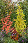 Herbstlicher Garten mit Chinesischer Pflaume (Prunus salicina), Ginkgo Biloba, Sonnenbraut (Helenium), Herbstastern