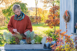 Blumenkasten im Herbst mit Sukkulenten Kreuzkraut (Senecio) 'Winter Whispers', Coprosma, Echeveria, Wolfsmilch (Euphorbia martinii) 'Ascot Rainbow', Fetthenne (Sedum) und Segge (Carex) bepflanzen