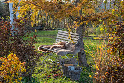 Herbstlicher Garten mit Lärche, Herbstchrysantheme, Hainbuche und Gartenbank