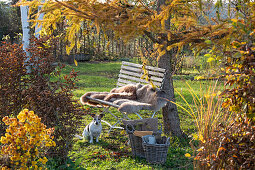 Herbstlicher Garten, Lärche, Herbstchrysantheme, Gartenbank und Hund