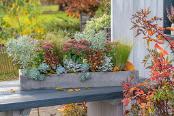 Herbstlicher Blumenkasten mit Sukkulenten Coprosma, Echeveria, Wolfsmilch (Euphorbia martinii) 'Ascot Rainbow' und Fetthenne (Sedum)