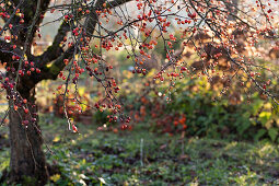 Ornamental apple tree with fruits in autumn