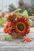 Flower arrangement on patio table with sunflower 'Velvet Queen', rowan berries, large carrot (Ammi majus)