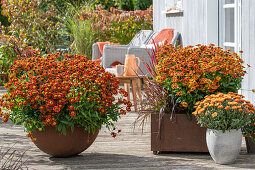Blumentöpfe auf der Terrasse mit Sonnenbraut (Helenium), Chrysanthemen (Chrysanthemum), Japanisches Blutgras (Imperata cylindrica), Federborstengras 'Rubrum' (Pennisetum setaceum)