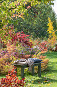 Herbstliches Blumenbeet mit Sumpf-Wolfsmilch (Euphorbia palustris), Kissenaster (Aster dumosus), Herbstanemonen, Japanischem Schneeball (Viburnum plicatum) im Garten