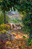 Seat in the garden with autumn mums (Chrysanthemum), Hedera (common ivy) and autumn leaves