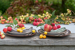 Tischdeko mit Äpfeln (Malus Domestica), Zieräpfel 'Golden Hornet', 'Red Sentinel' und 'Evereste', Obsternte