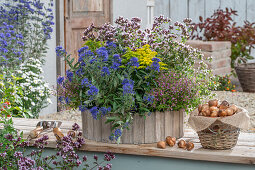 Flower box with bearded flower 'Heavenly Blue' (Caryopteris), goldenrod (Solidago), origano, quiver flower 'Cuphoric Pink' (Cuphea), sugar myrtle (Cuphea ramosissima)