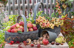 Erntedankstillleben mit Äpfeln, Zieräpfel (Malus Domestica), Kastanien und Walnüssen