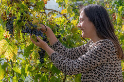 Frau bei Ernte von blauen Tafeltrauben (Vitis Vinifera)