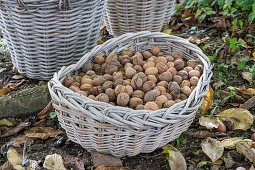 Walnuts (Juglans regia) after harvest in wicker baskets