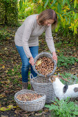 Woman harvesting walnuts (Juglans regia) in wicker baskets, with dog in garden