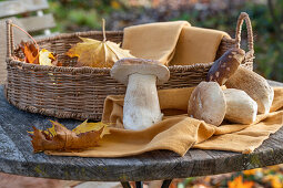 Gemeine Steinpilze (Boletus edulis) in Weidenkorb