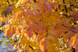 Persian ironwood tree (Parotia persica) in autumn foliage