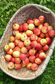 Freshly picked apples in basket