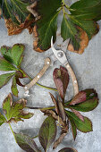 Helleborus care: pruning to prevent disease
