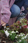 Planting up snowdrops in the ground