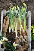 Daffodils and snowdrops with bulbs in a wooden box