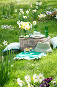 Picnic in the meadow with daffodils