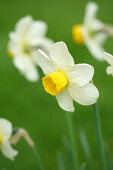 Daffodils, variety 'White Lady'