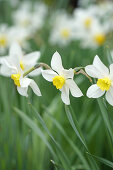 Daffodils, variety 'Queen of the North'