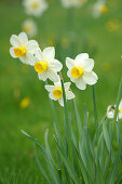 Daffodils, variety 'White Lady'