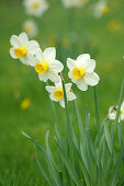 Daffodils, variety 'Jack Sparrow'