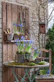 Zwerg-Iris (Iris reticulata) 'Clairette in Blechtöpfen und Schneeglöckchen (Galanthus) mit Erdballen auf Gartentisch